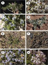 Image result for Polygalaceae