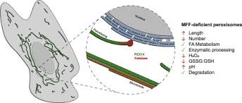 Midwest furfest (abbreviated mff) is the world's largest furry convention, which takes place in rosemont, illinois each december. Mitochondrial Fission Factor Mff Is A Critical Regulator Of Peroxisome Maturation Sciencedirect