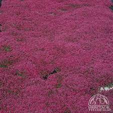 Thymus Praecox Coccineus 1 2 In Tall Tolerates Foot Traffic Can Plant Between Flagstones Full Sun Dry To Average Creeping Thyme Perennials Growing Thyme