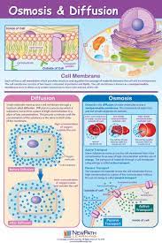 Pin On Cellular Biology
