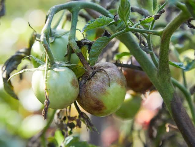 Late Blight Tomato Disease - Late Blight Symptoms And Treatment | Gardening Know How