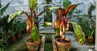So Gelingt Die Bananenpflanzen Pflege Im Garten Oder Wintergarten In 2020 Bananenpflanze Bananenpflanze Pflege Pflanzen
