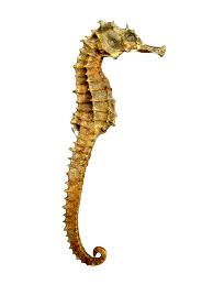 Seahorse Skeleton Png Image Seahorse Png Photo Skeleton