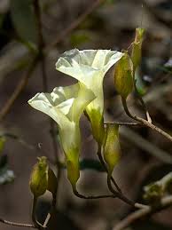 Image result for Merremia quinquefolia