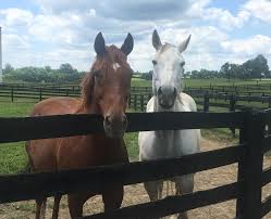 Maybe you would like to learn more about one of these? Thoroughbred Retirement Farm Department Of Corrections