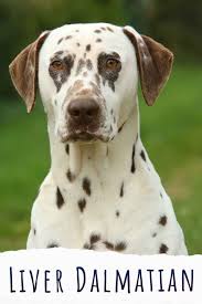 Liver Dalmatian All You Need To Know About Brown Spotted Dals