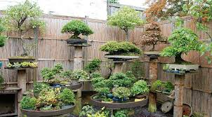 Bonsai Collection Bonsai Garden Japanese Rock Garden Japan Garden