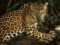 The Jaguar Of South America Gorgeous Coat Endangered Animals Animals Rainforest Animals