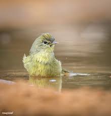 Birds Of A Feather Song Download House Sparrow Bird In North America Free Image By Rawpixel Com