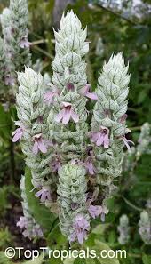 Image result for Justicia striata