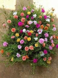 Pin By Vinodini Devasagayam On Moss Roses In 2020 Portulaca Flowers Flower Tower Planting Roses