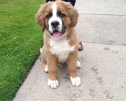 21 Puppies Who Won T Be Small For Long Puppy Mix Bernese Puppy Puppies