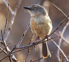 Image result for Newtonia