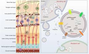 Here lies the abyss is a main quest in dragon age: Frontiers Emerging Role Of Exosomes In Retinal Diseases Cell And Developmental Biology