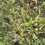 Image result for Maerua parvifolia