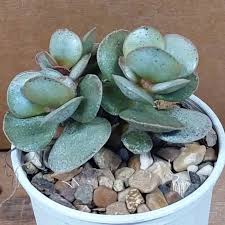 Image result for Satyrium amblyosaccos