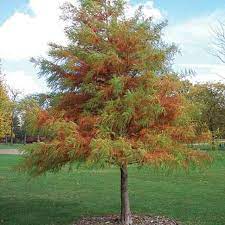 Download bald cypress images and photos. Bald Cypress Tree Jumbo