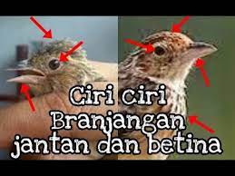 Perbedaan burung cockatiel jantan dan betina selanjutnya adalah yang. Membedakan Branjangan Jantan Dan Betina Youtube