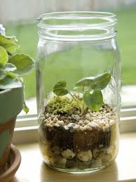 How To Create A Terrarium How To Make Terrariums Mason Jar Herb Garden Plants In Jars
