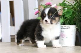 Posted on february 11, 2018 author anni categories deskripsi anjing alaskan malamute, jual anak anjing alaskan malamute bloodline eropa, uncategorized tags alaskan malamute, alaskan malamute bloodline eropa, alaskan malamute harga 7 juta, alaskan malamute harga bersahabat, alaskan malamute harga bersahabat di bandung, alaskan malamute harga. Dijual Anjing Welsh Corgi Pembroke Jual Welsh Corgi Puppy Tricolor Istimewa Lokasi Bandung Minat Hub 08112338484 No Iklan 1748 Informasi Lebi Anjing