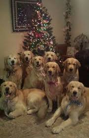 Yaaa Siz Ne Kadar Tatlisi Kopek Turleri Retriever Golden Retriever