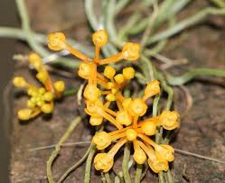 Image result for Microcoelia megalorrhiza