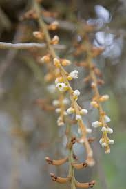 Image result for Microcoelia exilis