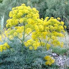 Image result for Fuirena bullifera