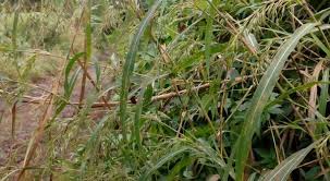 Image result for Hyparrhenia tamba