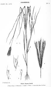 Image result for Coleotrype laurentii