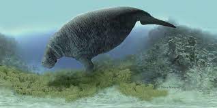 The Extinct Steller S Sea Cow Reconstruction By Diana Marques For The Skin And Bones Project Of The Smithsonian S B Sea Cow Steller S Sea Cow Extinct Animals