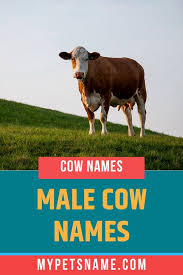 Black And White Cow Name Male Cow Names Cow Names Cow Show Cattle