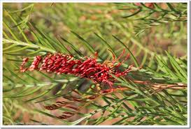 Buy 20pcs rare australian grevillea robusta silver oak seeds with free shipping worldwide & up to 80% discount. Australian And Succulent Garden At Uc Santa Cruz Arboretum Summer 2016 Edition