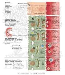 Lipid Lowering Medications Moa Site Of Action Reduce Cholesterol Cholesterol Gastroenterology