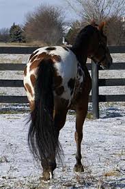 Freckles leads, loads, stands tied for hours, bathes, fly sprays, stands for farrier, sadddles and unsaddles… Leopard Complex Wikipedia