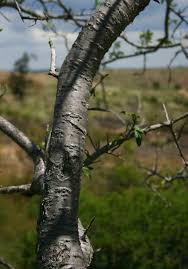 Image result for Euphorbia matabelensis