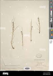 Image result for Scleria hispidula