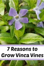 Image result for Vinca minor