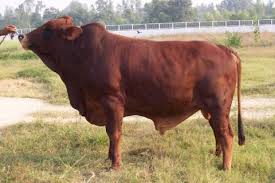 Sahiwal Bull