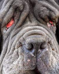 Voici Martha, Le 