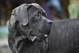 Although they may look mean with their strong and muscular bodies, you will be pleasantly surprised by the gentle and docile cane corso temperament. Cane Corso Italiano Prezzo Carattere E Qualche Difetto Di Questa Razza Canina Lezioni Europa