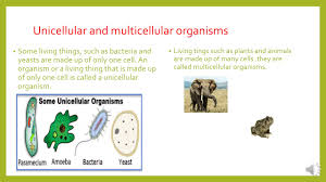 Animal has only one cell. Chapter 1 From Cell To Organism Lecture Video 1 Youtube