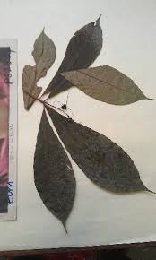 Image result for Alchornea hirtella