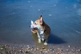 Warning Blue Green Algae Toxicity A Danger To Dogs Petprofessional