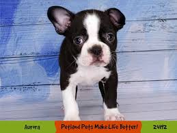 Petland dunwoody georgia has the puppy you're looking for. Boston Terrier For Sale Craigslist Illinois