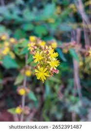 Image result for Triumfetta digitata