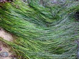 Image result for Zosteraceae