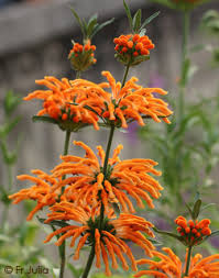 Image result for Leonotis myrothamnifolia