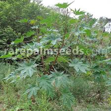 Image result for Ricinus