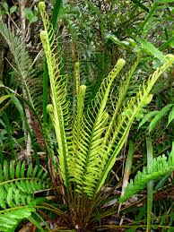 Image result for Blechnum tabulare